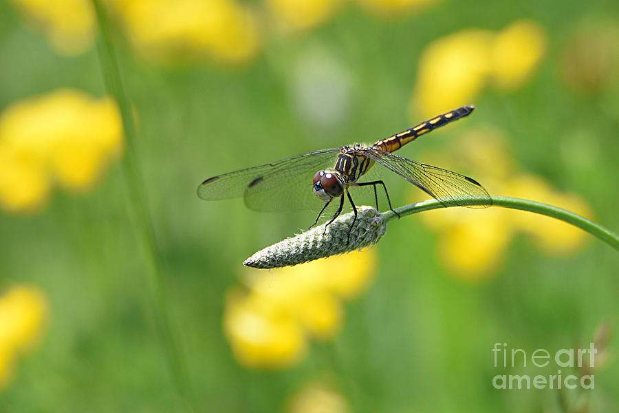 Dragonfly June 11, 2022 Photograph by Sheila Lee