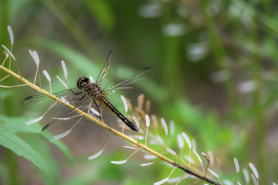 Dragonfly Limb Walking Photograph by Debra Martz