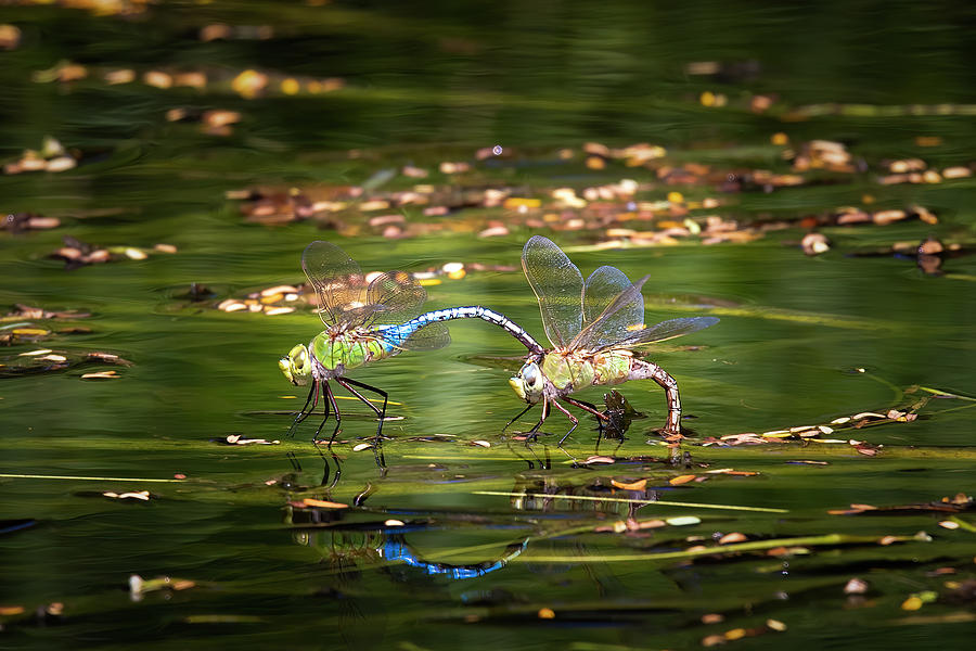 Dragonfly Love Photograph by Mark Andrew Thomas