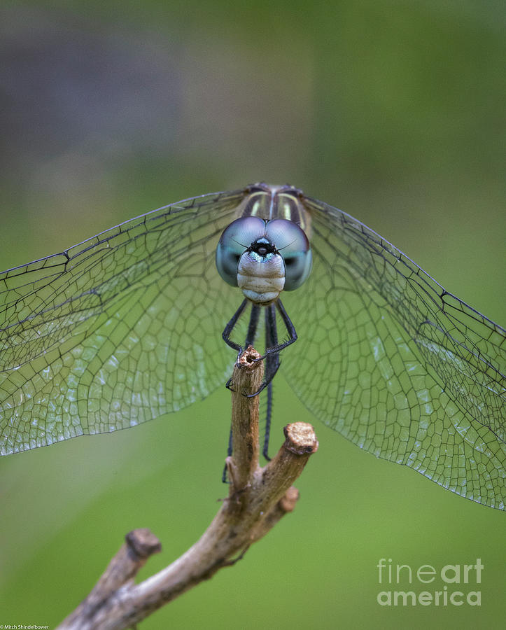 Dragonfly Macro Photograph by Mitch Shindelbower