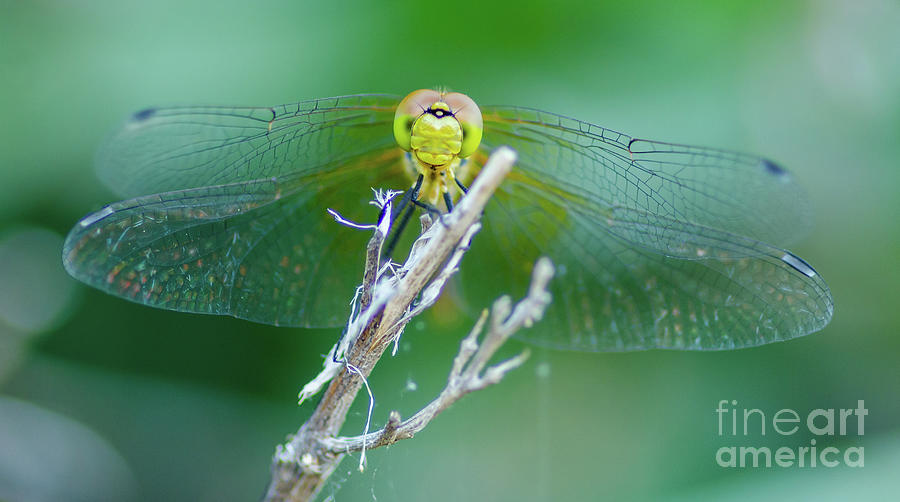 Dragonfly Macro Photograph by Nick Boren