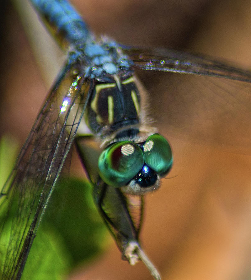 Dragonfly Macro Photo Photograph by Portia Olaughlin