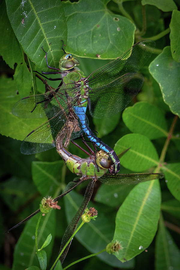 Dragonfly mating wheel Photograph by Bradford Martin
