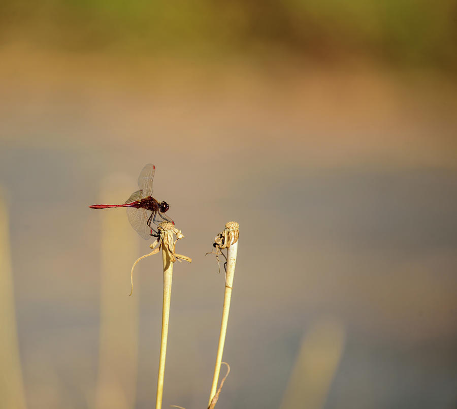 Dragonfly Photograph by Matthew Nelson