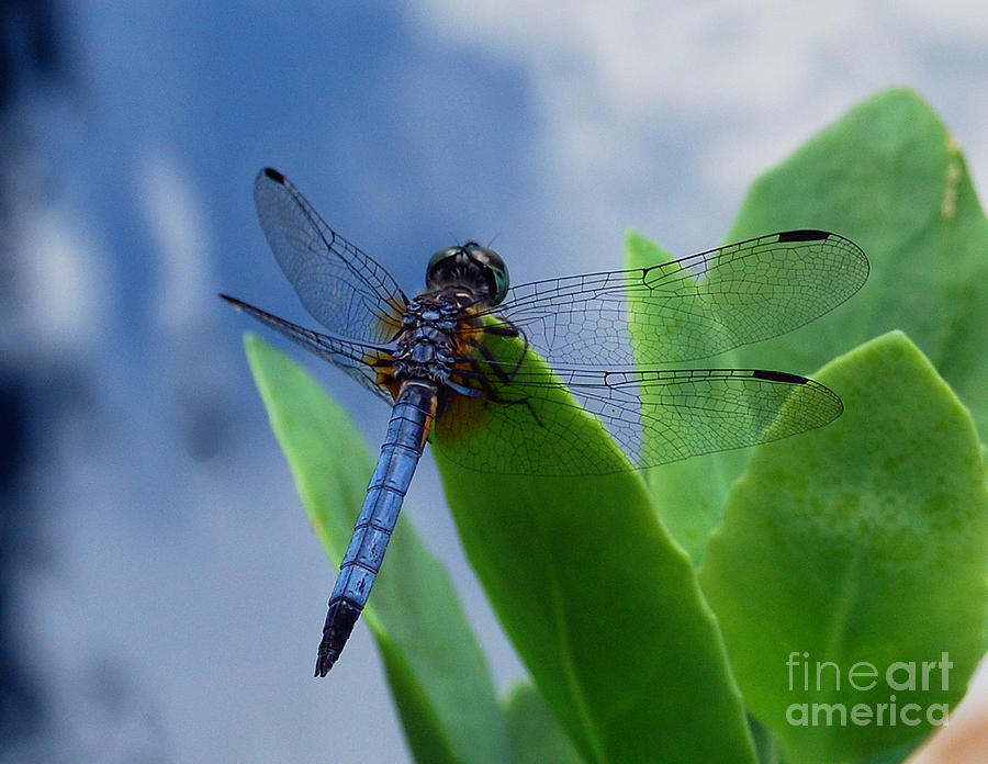 Dragonfly Photograph by Nancy Bradley