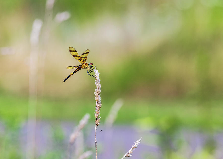 Dragonfly Nature Photography Photograph by Amelia Pearn
