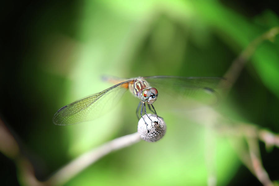 Dragonfly Photograph by Nicole Engstrom