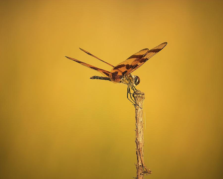 Dragonfly No 1 Photograph by Steve DaPonte