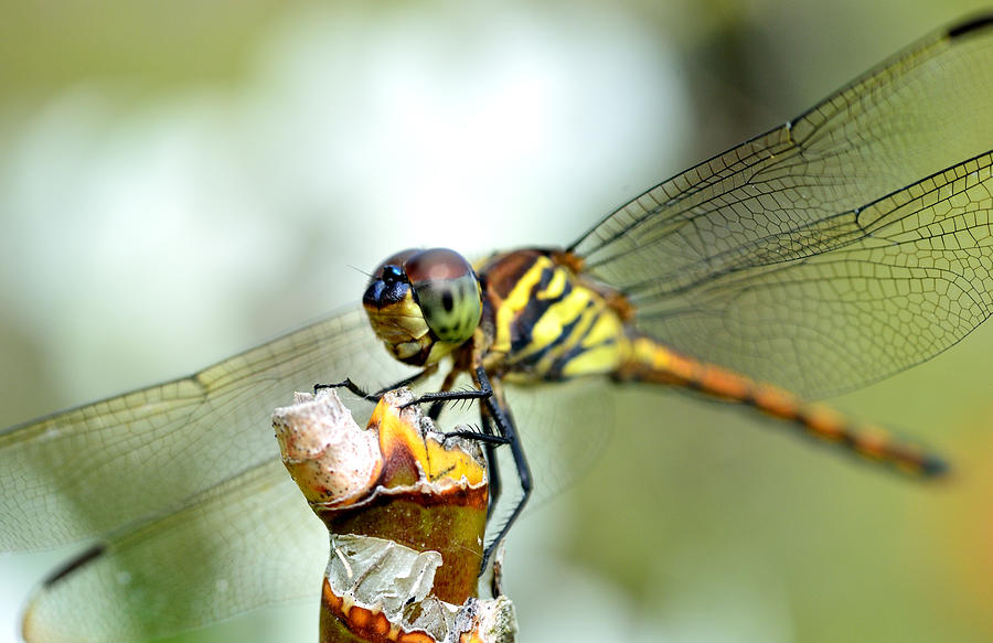 Dragonfly On A Branch Photograph by Marionette76