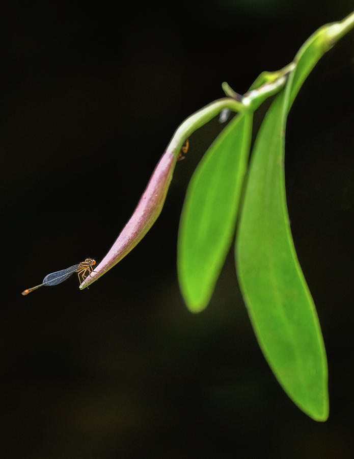 Dragonfly on a Epidendrum Nocturnum Bud Photograph by Rudy Wilms