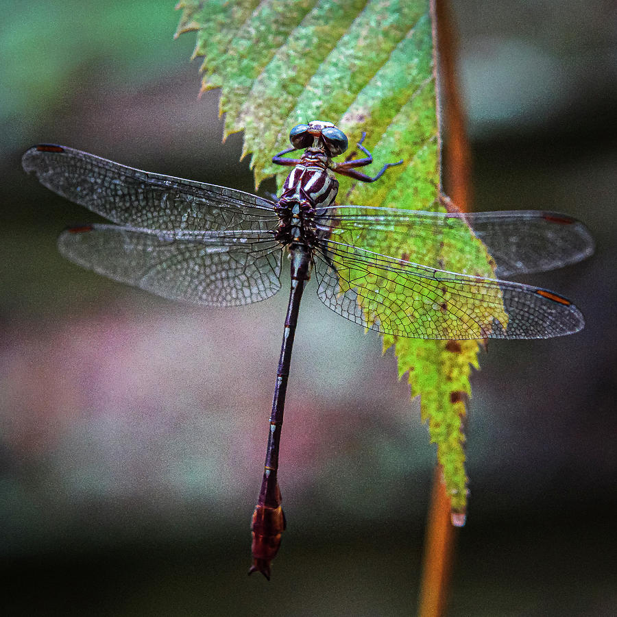 Dragonfly on a Leaf Photograph by David Morehead