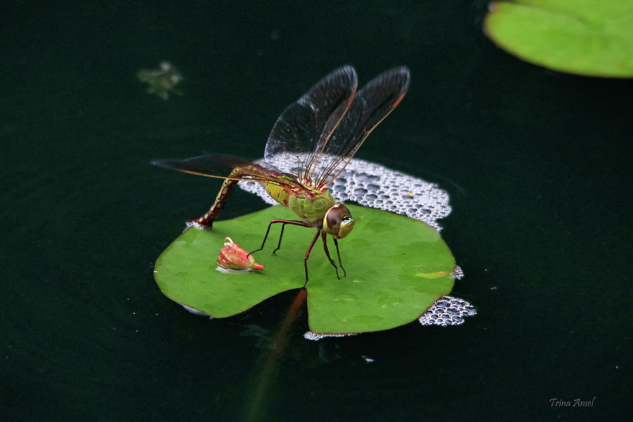 Dragonfly on a Lily Pad Photograph by Trina Ansel