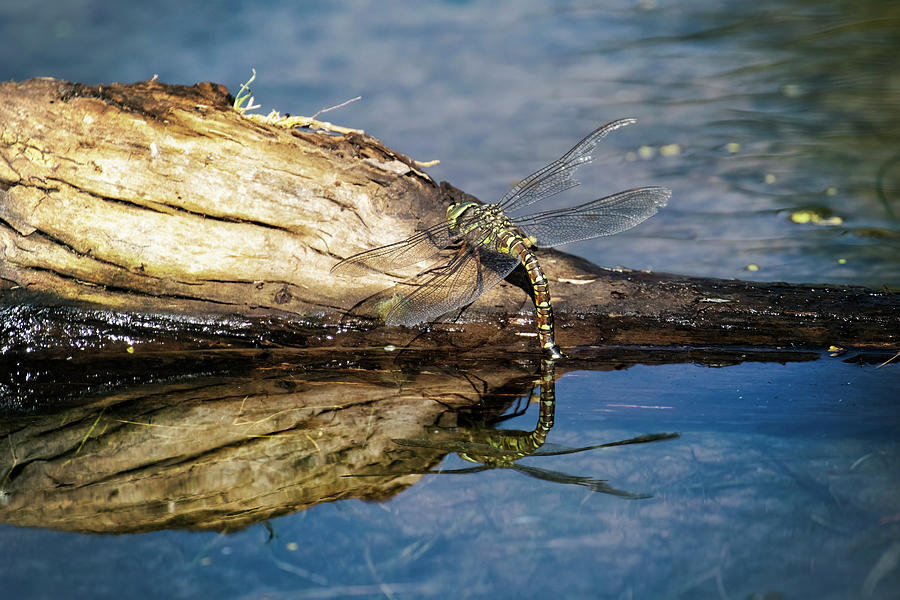 Dragonfly on a Log Photograph by Belinda Greb