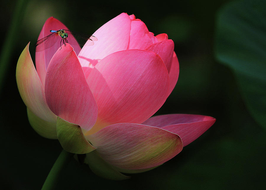 Dragonfly on a Lotus Flower Photograph by Shixing Wen
