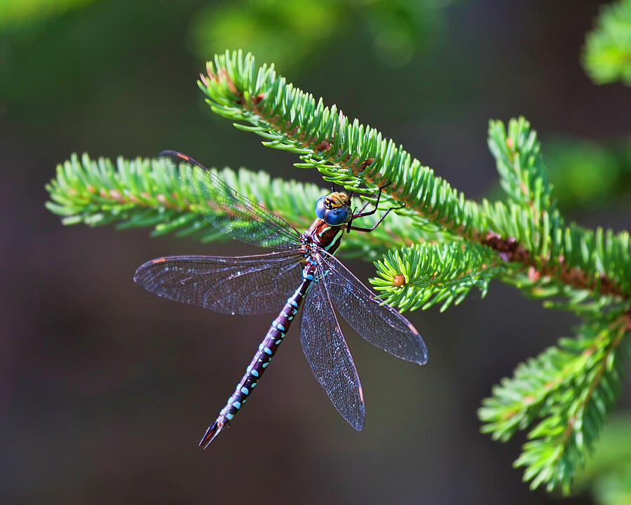 Dragonfly on a pine tree branch Photograph by Tatiana Travelways