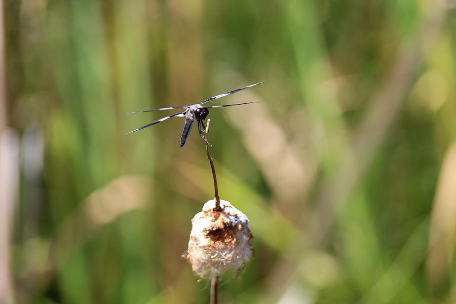Dragonfly On A Pondside Stem Photograph