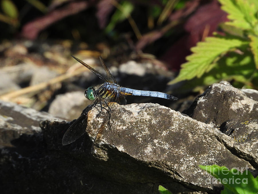 Dragonfly On A Rock Photograph by Sheila Lee