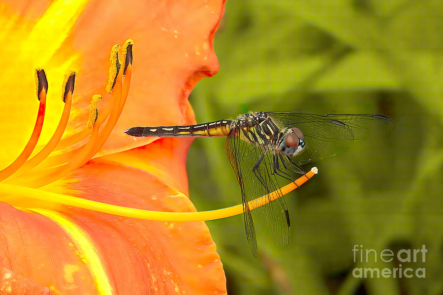 Dragonfly on a Tiger Lilly Photograph by Scott Cameron