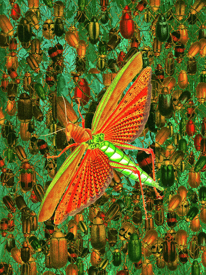 Dragonfly on Beetles Mixed Media by Lorena Cassady