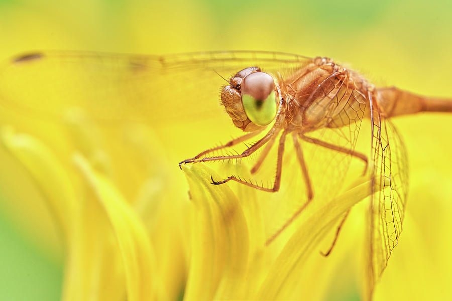 Dragonfly on Brown-eyed Susan Photograph by Jim Hughes