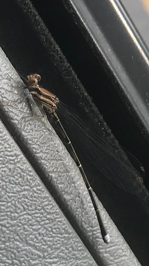 Dragonfly on bus Photograph by Marcia k Rogers