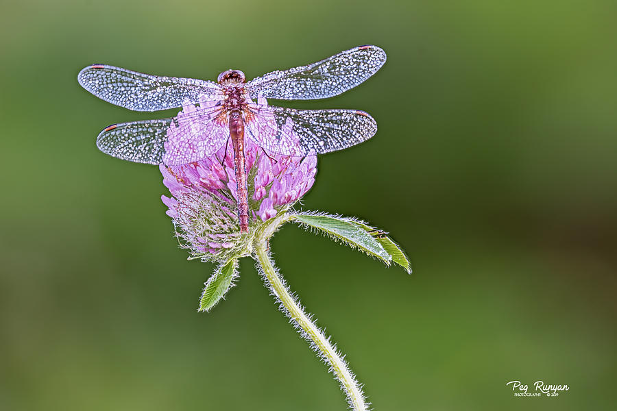 Dragonfly on Clover Photograph by Peg Runyan