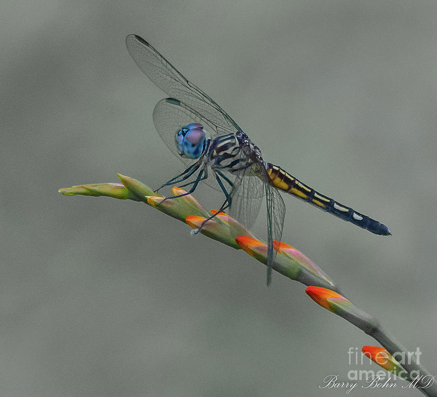Dragonfly on Crocosmia Photograph by Barry Bohn