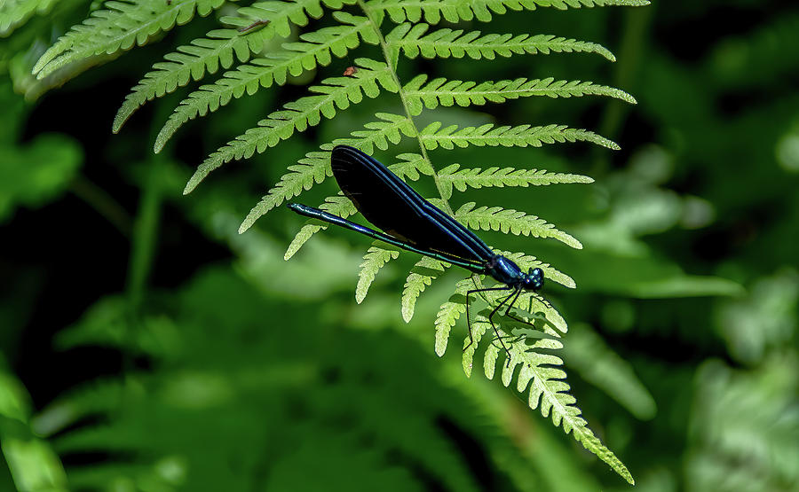 Dragonfly on Fern Photograph by Marcy Wielfaert
