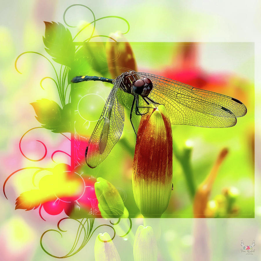 Dragonfly on Flowers Photograph by Pam Rendall