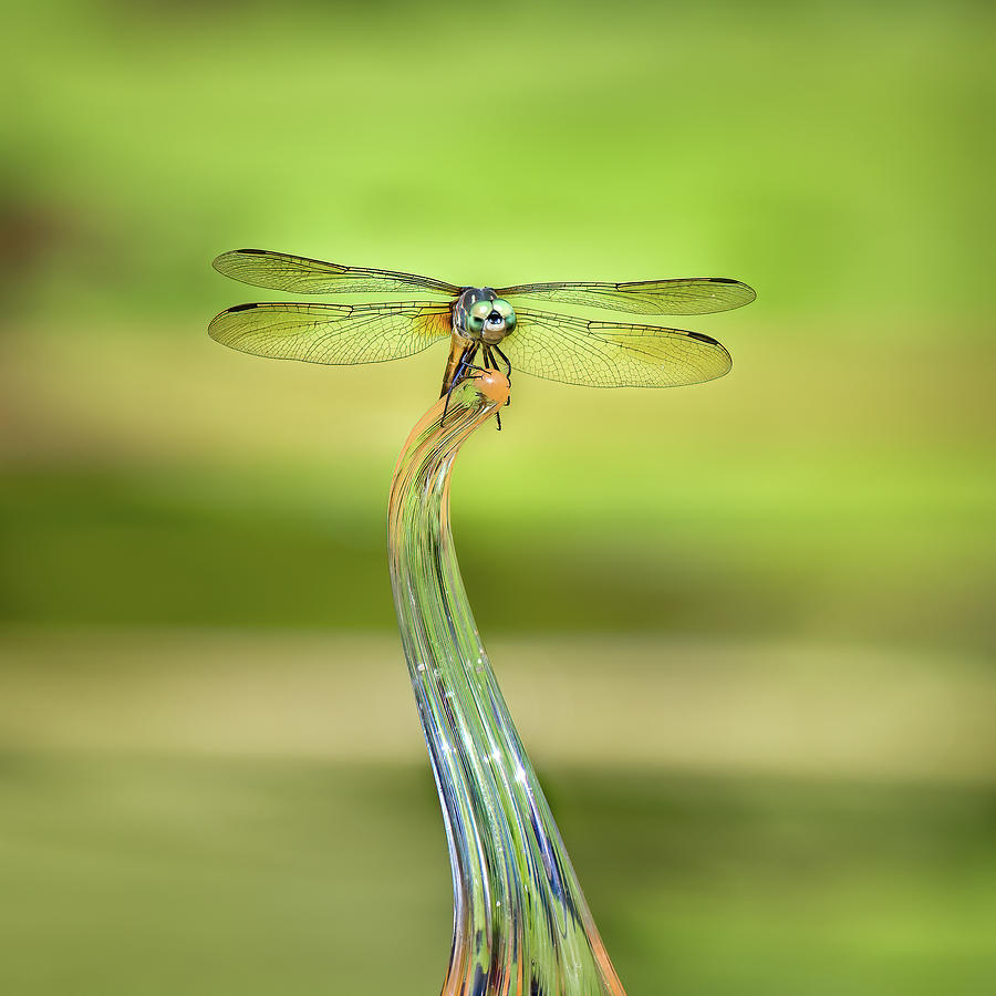 Insects Photograph - Dragonfly on Glass by Morey Gers