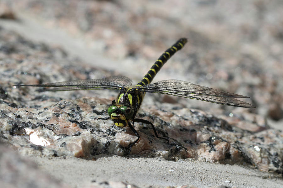 Dragonfly on Granite Photograph by Avenue Des Images