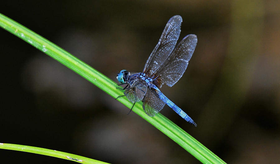 Dragonfly on Grass Photograph by Evan Foster