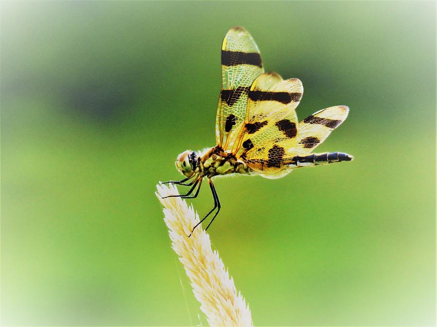 Dragonfly on Grass  Photograph by Lori Frisch