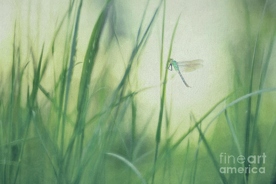 Dragonfly on green grass Photograph by Priska Wettstein