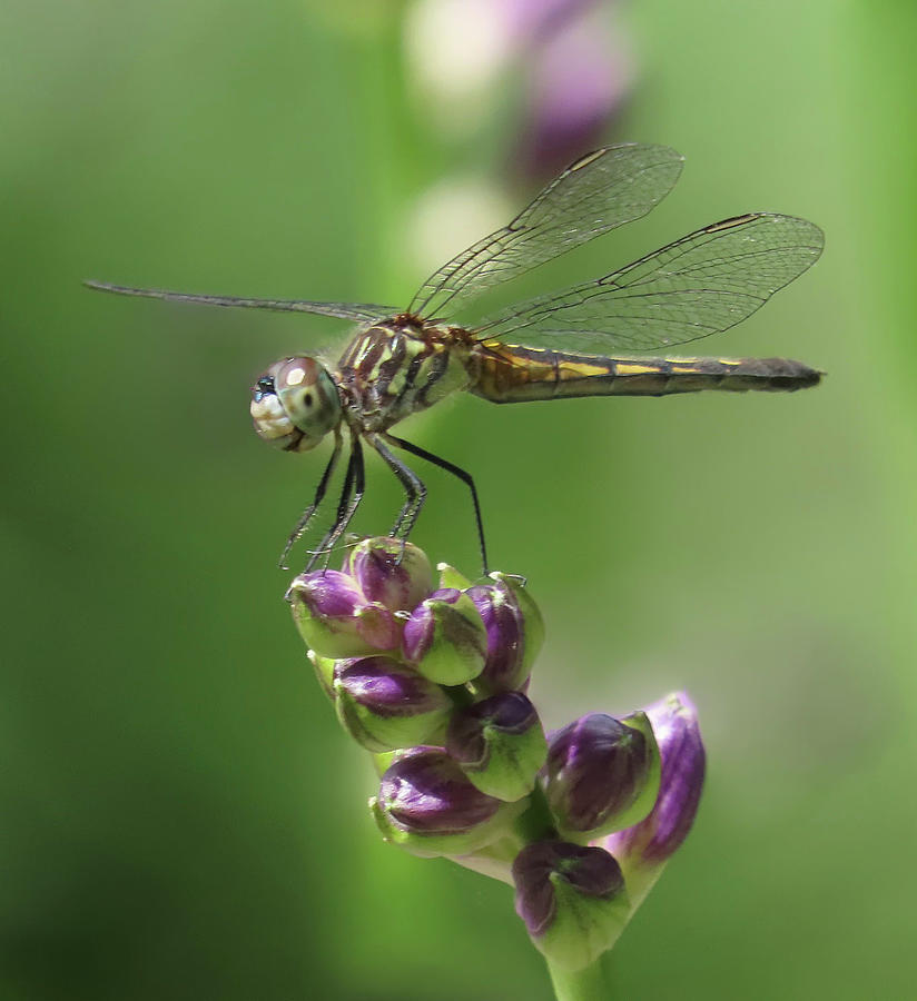 Dragonfly on Hosta Bud 2 Photograph by Rebecca Grzenda
