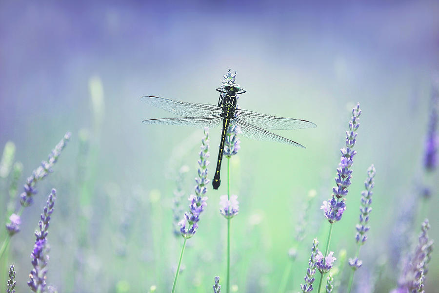 Summer Photograph - Dragonfly on Lavender by Carrie Ann Grippo-Pike