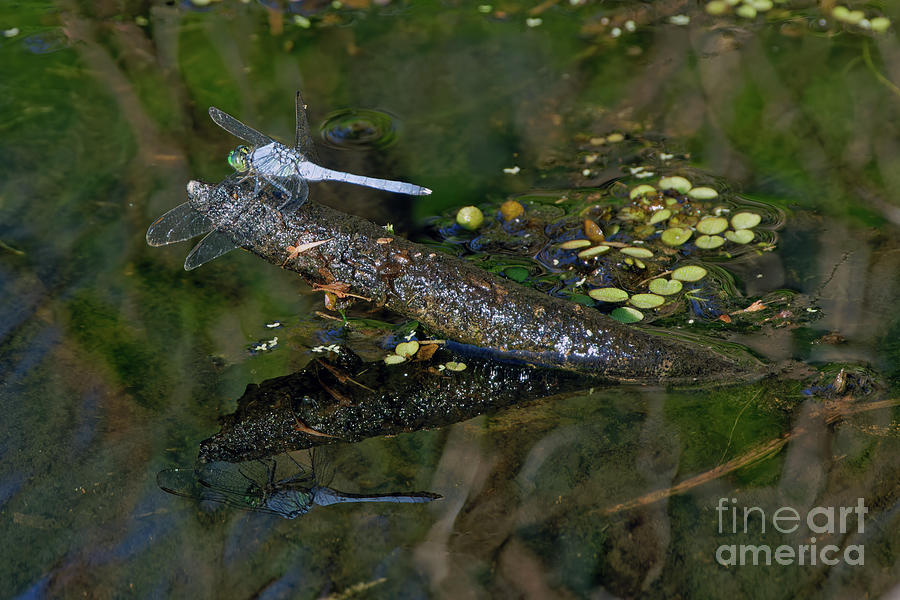 Dragonfly On Lettuce Lake in Florida Photograph by Natural Focal Point Photography