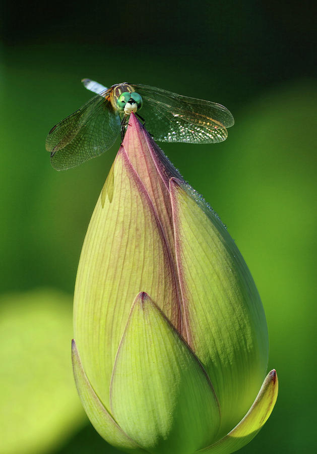 Dragonfly on lotus bud Photograph by Buddy Scott