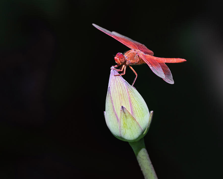 Dragonfly on Lotus Flower Photograph by Gary Geddes