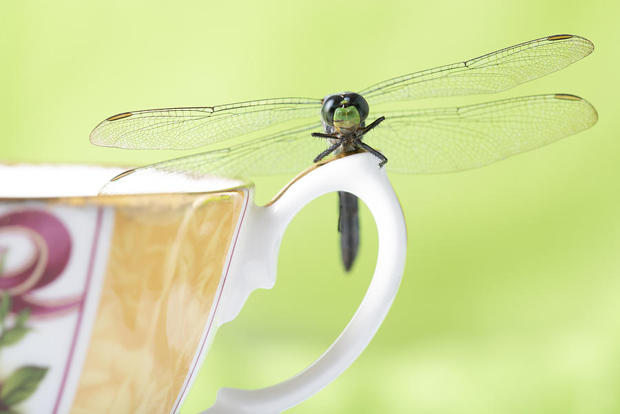 Dragonfly on Teacup Photograph by Ian Gwinn