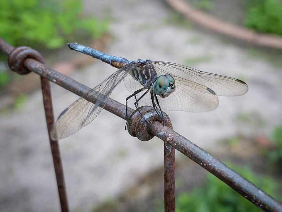 Dragonfly on the Fence Photograph by Dawna Moore Photography