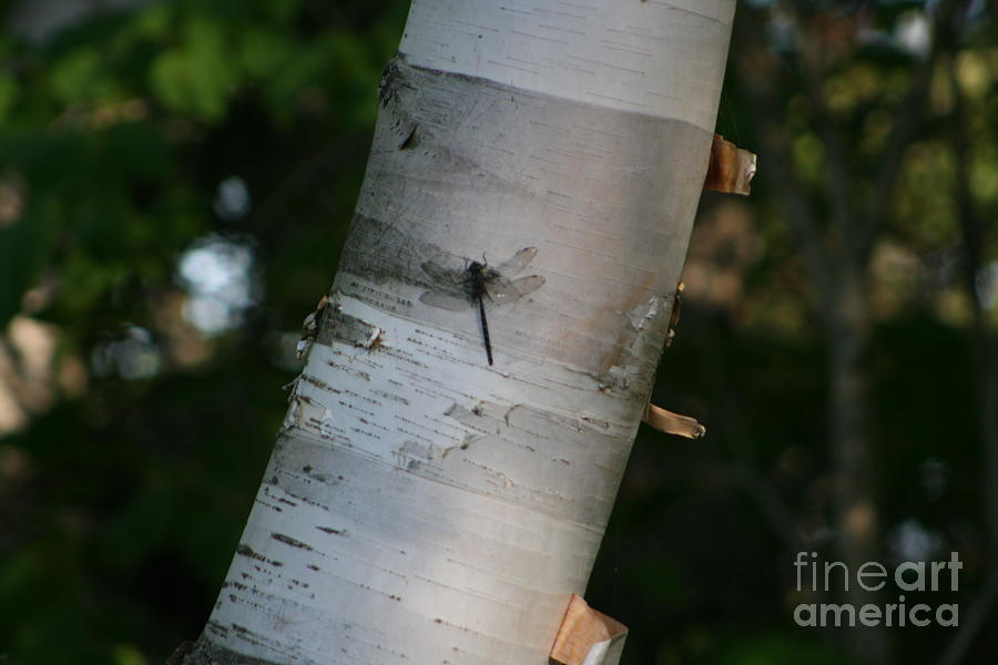 Dragonfly on Tree Photograph by Mary Mikawoz