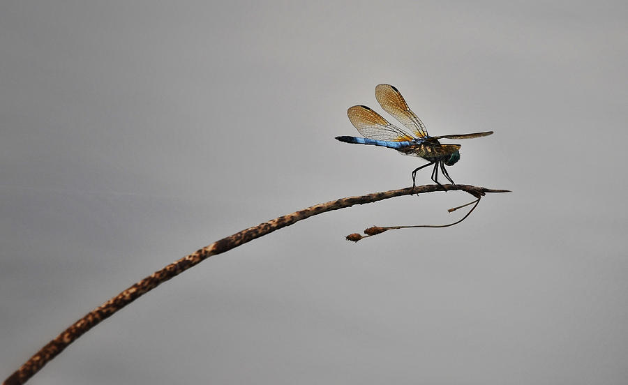 Dragonfly Over Lake Photograph by Evan Foster