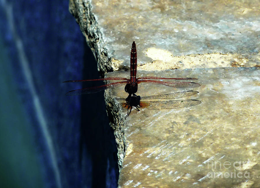 Dragonfly-Poolside-Limassol-Cyprus Photograph by Pics By Tony
