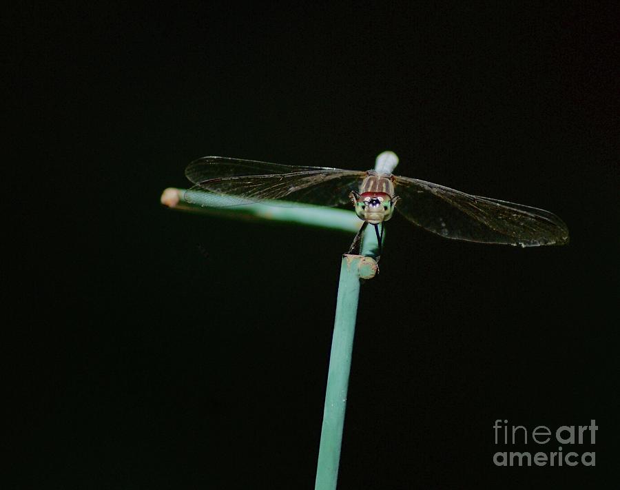 Dragonfly Portrait Photograph by Margie Avellino