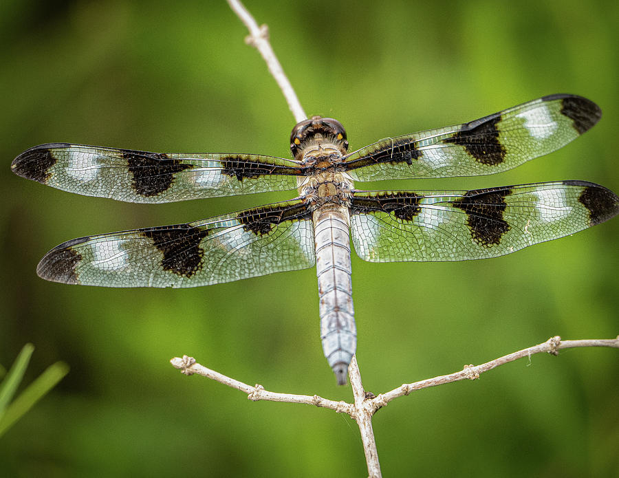 Dragonfly resting Photograph by David Morehead