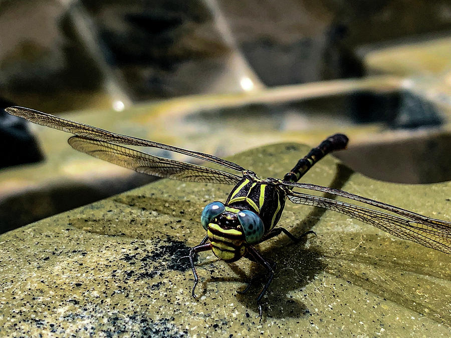 Wildlife Photograph - Dragonfly Resting on Kayak by Jeff Ammons