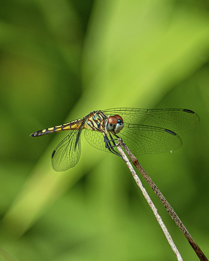 Dragonfly Photograph by Rick Nelson