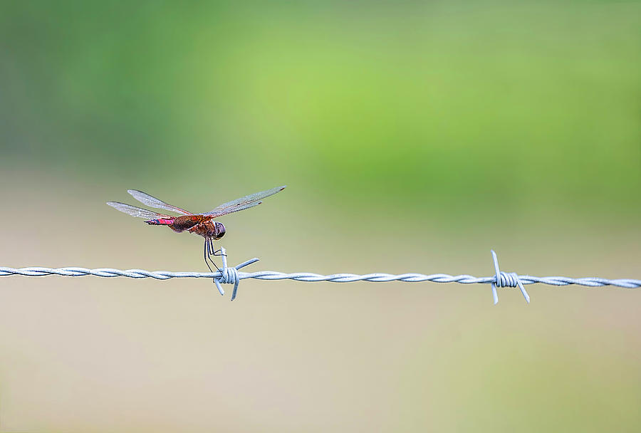 Dragonfly Riding the Wire Photograph by Gordon Ripley