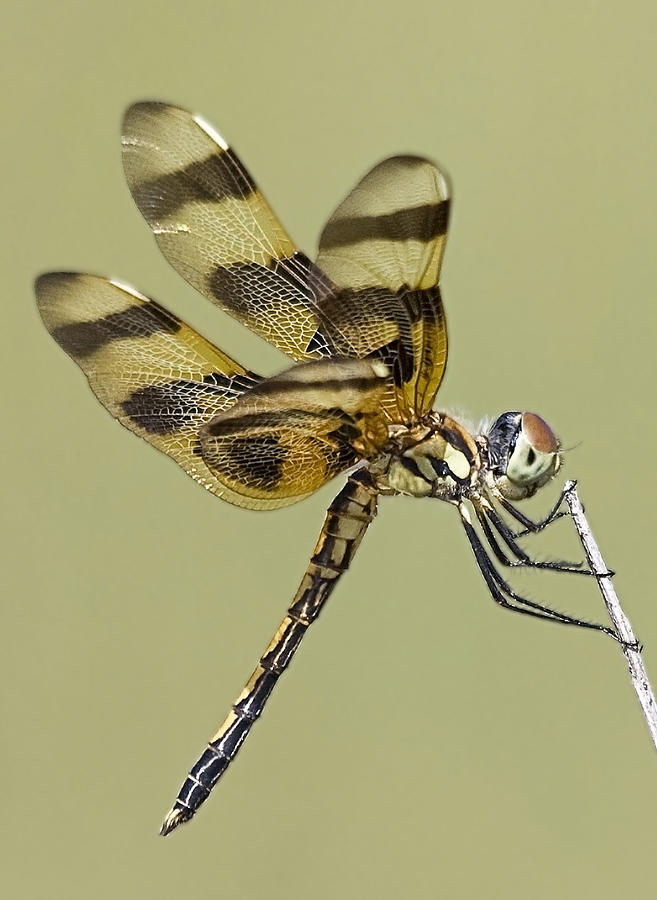 Dragonfly Photograph by Rudy Umans